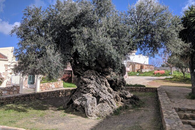 Afternoon Tour: Soap, Olive Oil & Wine Stories of Peza Village - Key highlights you should know before you go
