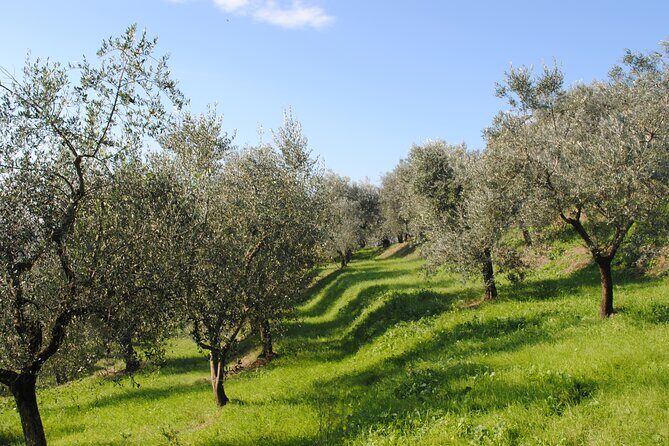 Afternoon Tour: Soap, Olive Oil & Wine Stories of Peza Village - Who should book this Peza soap, olive oil & wine tour