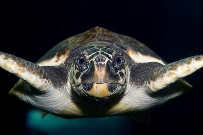 CRETAquarium Entrance Ticket in Crete - Key highlights to know before you go