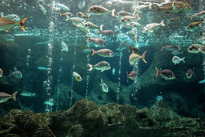 CRETAquarium Entrance Ticket in Crete - Facilities and comfort: cafeteria, parking, and sea views