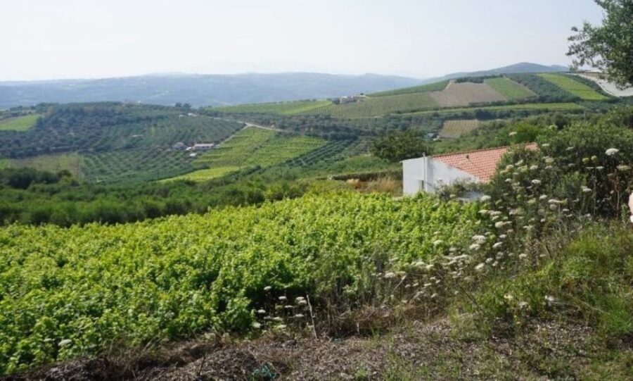 Crete: Full-Day Cretan Wines, Olive Oil, Raki and Food Tour - Rakokazano and the raki distillery: serious Cretan spirit