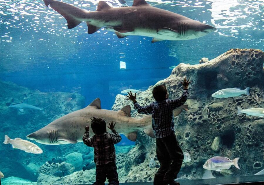 Crete: Heraklion Center, Local Market and Creta Aquarium - Who this tour suits best