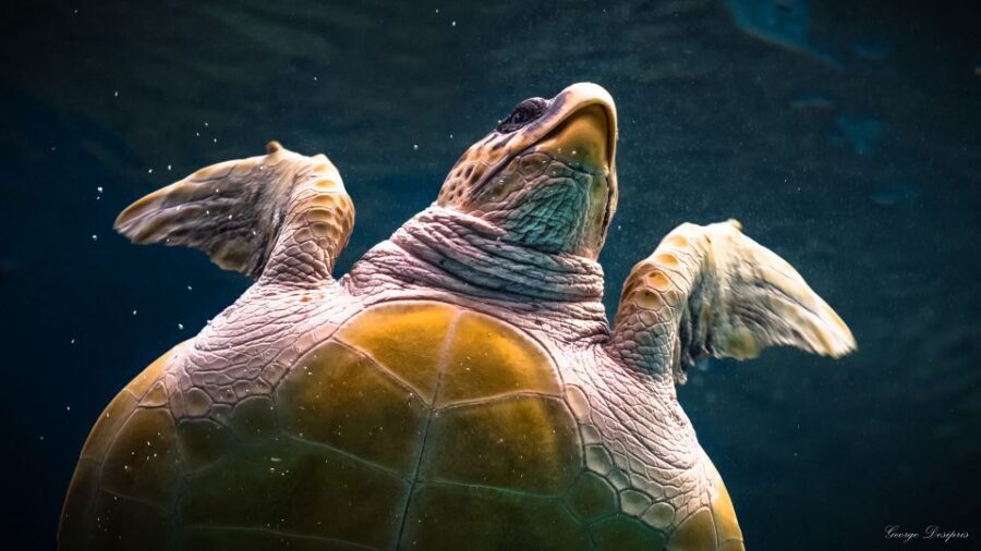 Crete: Heraklion Center, Local Market and Creta Aquarium - Price and value: $23 plus aquarium entry is the real equation
