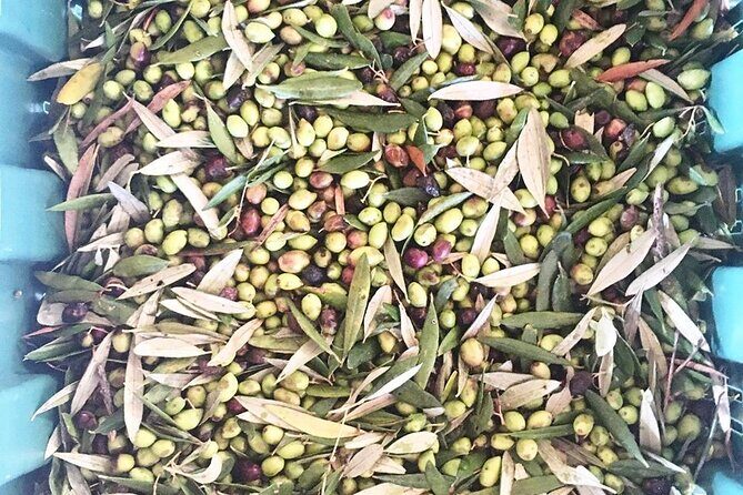 Crete: Olive Oil, Soap, Wine, Raki - Flavorful Culinary Journey - Group size, walking, and heat: the practical side of planning