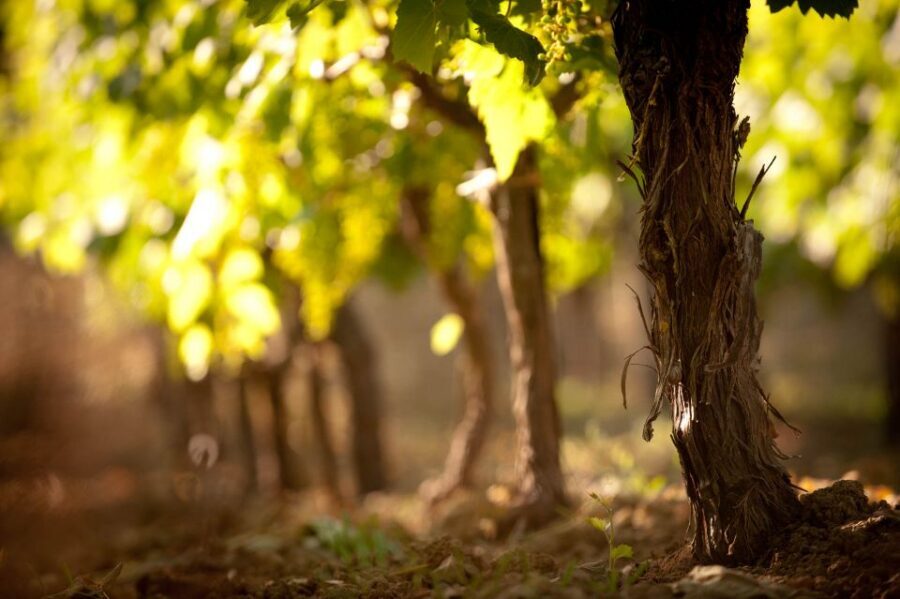 Crete: Olive, Wine, & Raki on a Flavorful Culinary Journey - Key things that make this tour worth your time