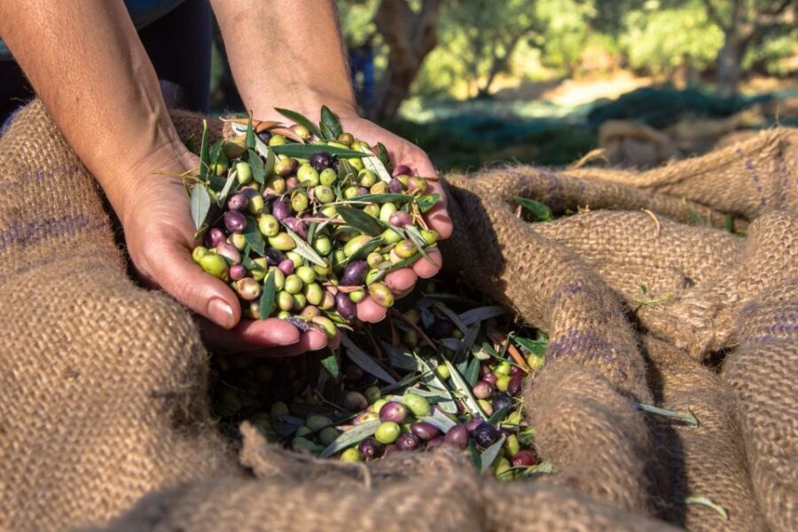 Crete: Olive, Wine, & Raki on a Flavorful Culinary Journey - What You’ll Taste (and How to Get More Out of Every Sample)