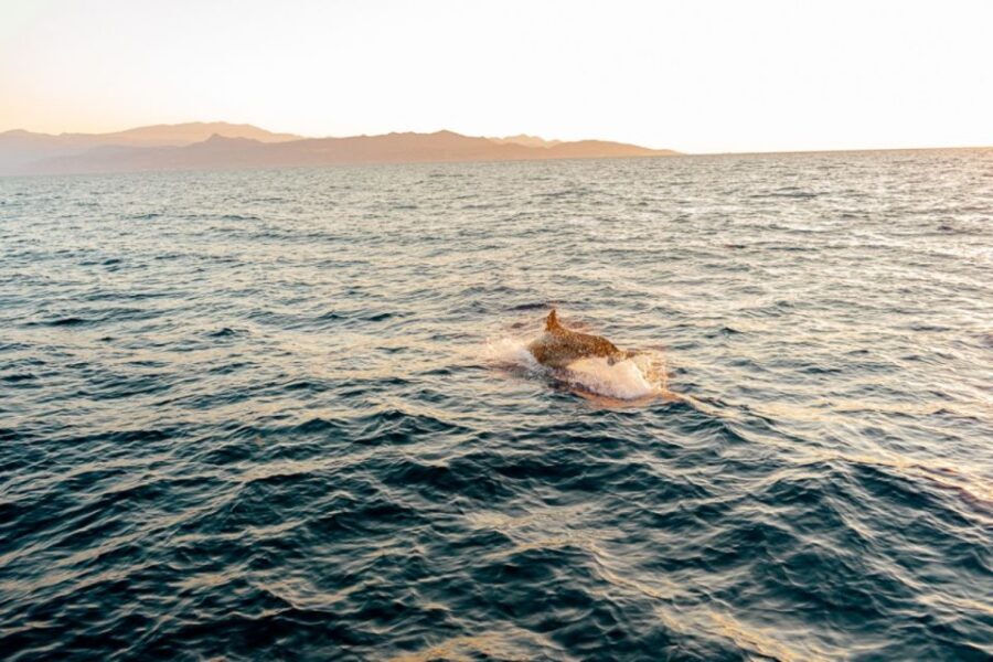 Dia Island: Semi-Private Full Day Sailing Trip with meal - Best season and day conditions: plan around the sun