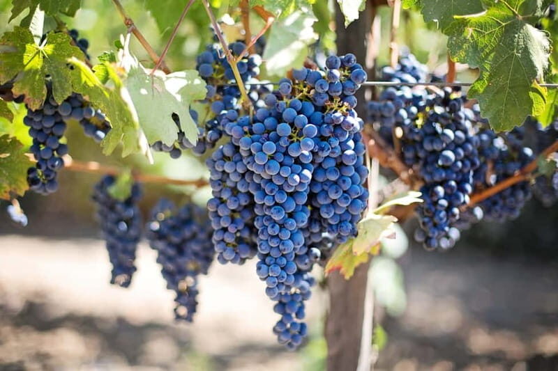 Discover Taste of Crete: Guided Winery Tour and Tastings - Pickup across North Heraklion: convenient, with clear boundaries