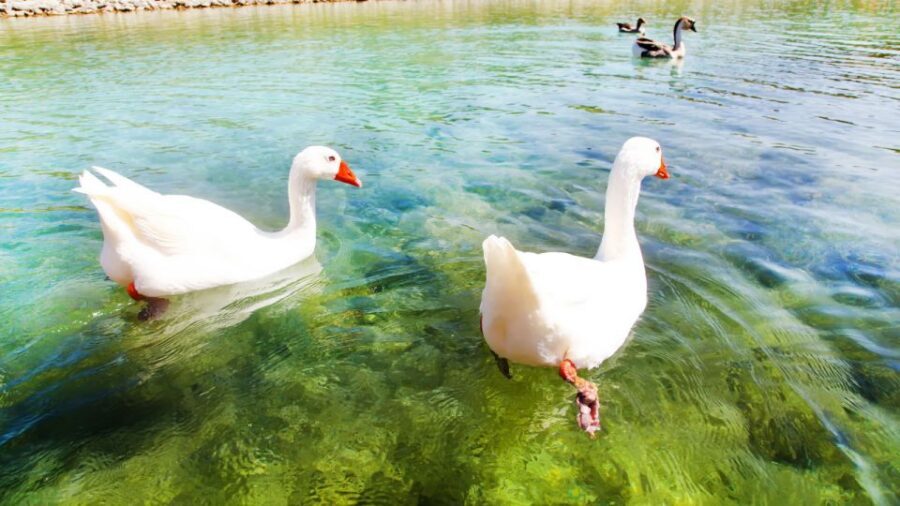 From Heraklion: Chania Town, Kournas Lake, and Rethymno Tour - Value at About $56: Does This Price Make Sense?