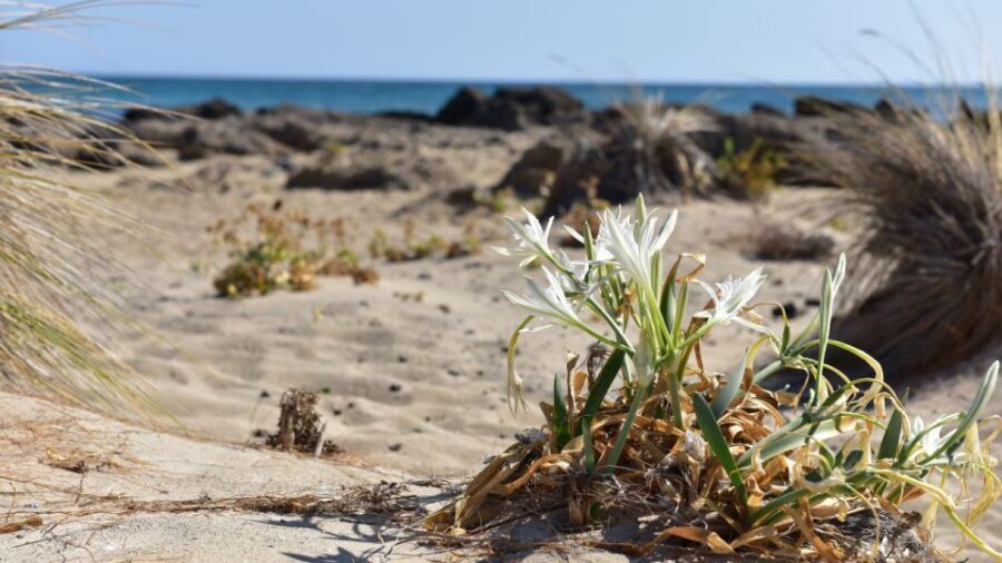 From Heraklion: Elafonisi Beach Day Tour with Pickup - Guides and drivers: what makes the experience feel easy