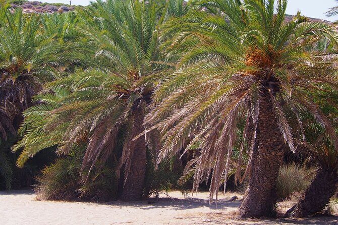 Full-Day Tour to Vai Palm Beach, Toplou Monastery, and Sitia Town - The Long-Transit Truth: Timing, Pace, and Group Size