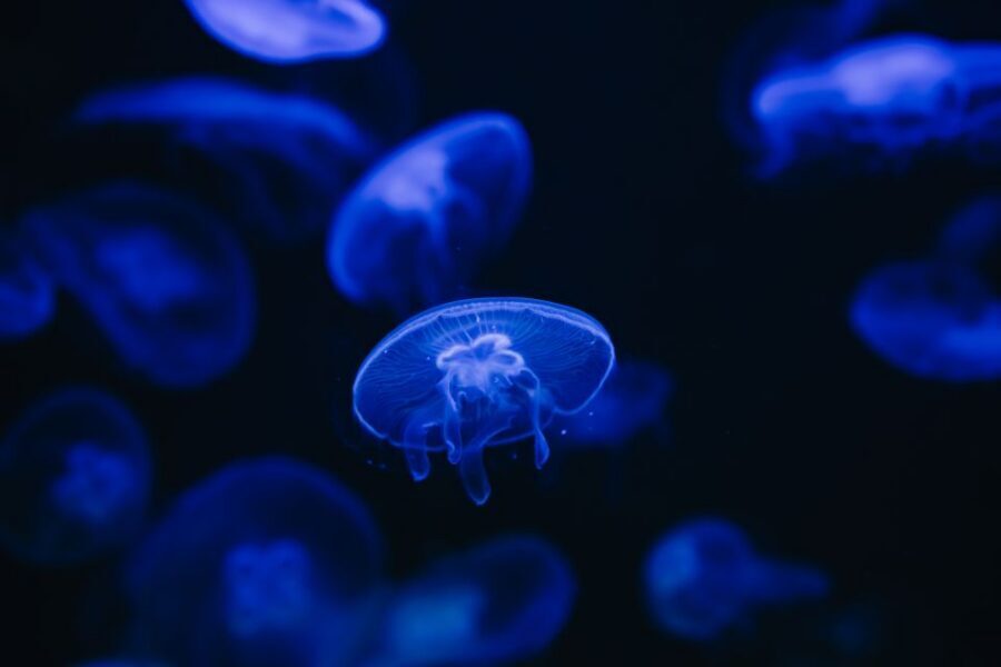 Heraklion Area: CRETAquarium Admission Ticket - Key takeaways