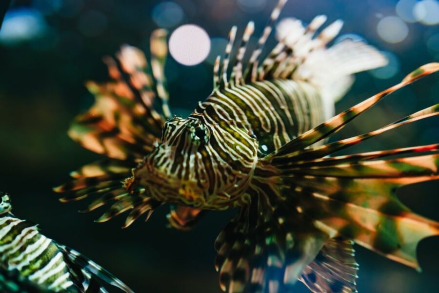 Heraklion Area: CRETAquarium Admission Ticket - CRETAquarium in Heraklion: more than a fish stop