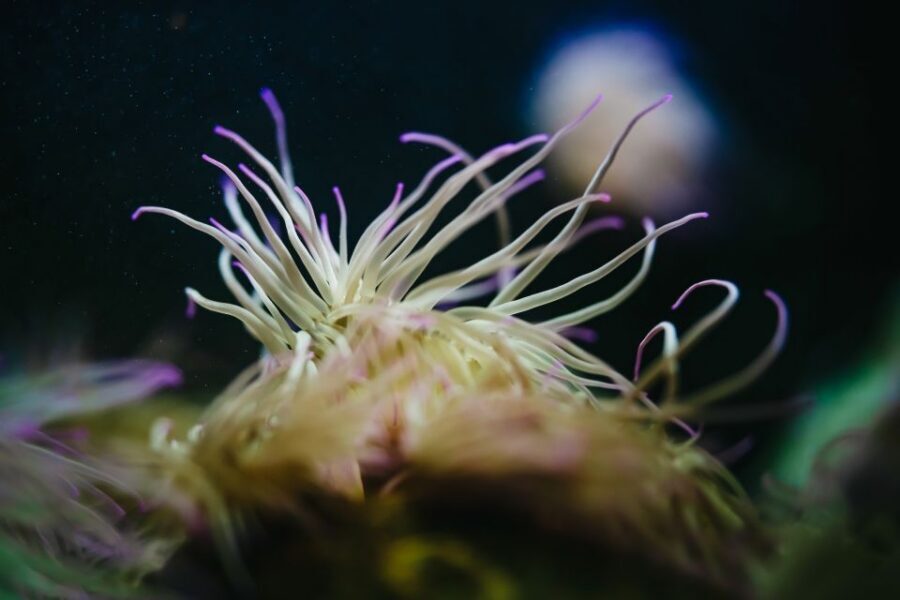 Heraklion Area: CRETAquarium Admission Ticket - Facilities on site: café time and comfort breaks