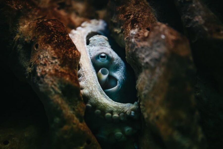 Heraklion Area: CRETAquarium Admission Ticket - What you’ll see inside: 60 habitats and the best tank moments