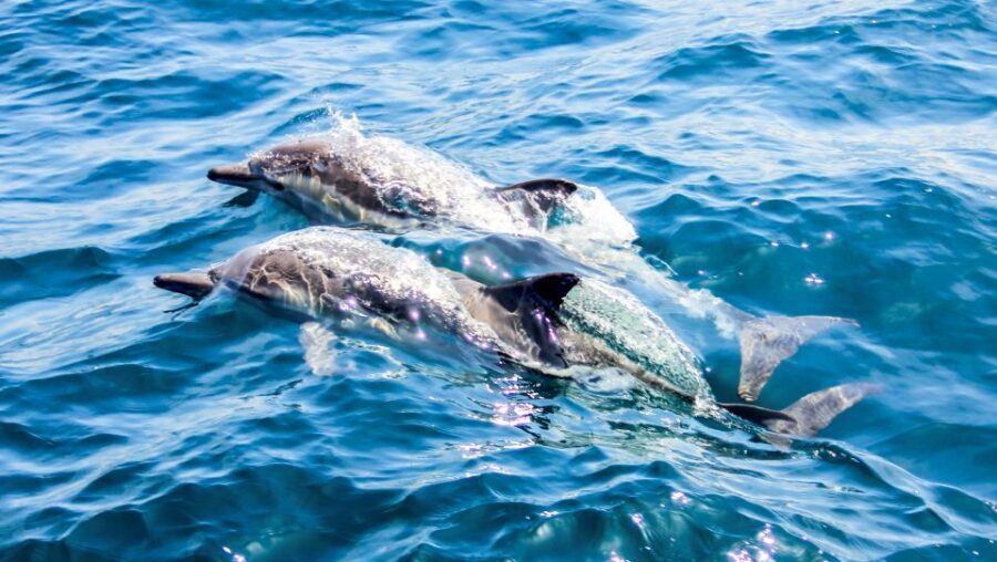 Heraklion: Dia Island Sailboat Cruise with Swimming and Meal - The Mediterranean meal and unlimited drinks: what you actually get on board