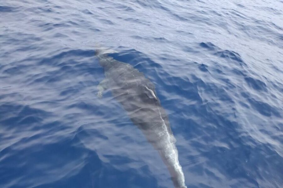 Heraklion: Nature Reserve Dia Island Full-Day Cruise & Lunch - Key highlights that shape the whole day