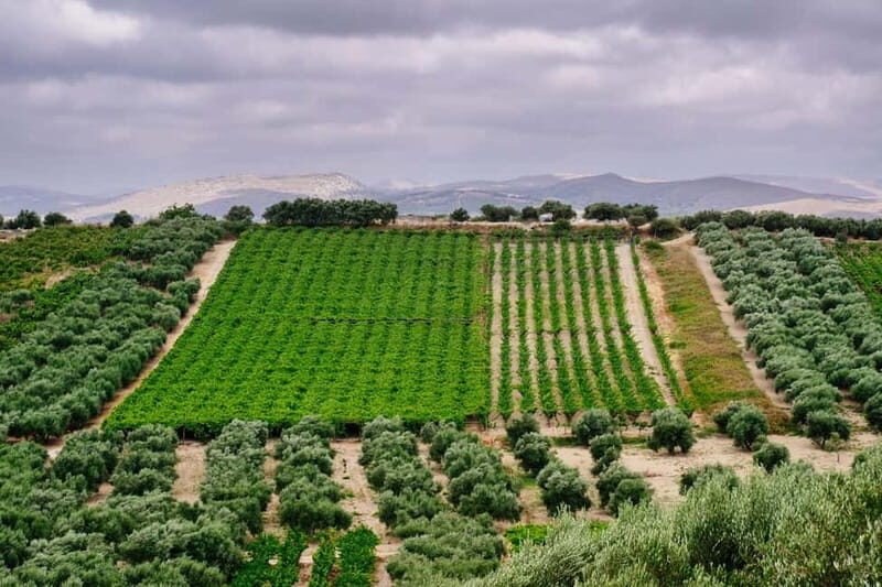 Heraklion: Private Food and Wine Tour with a local Sommelier - Price and value: what $203 buys you