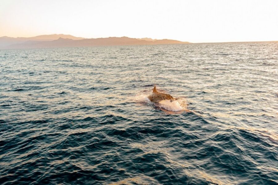 Heraklion: Sunset Private Sailing Trip to Dia island - Price and logistics for a group of up to 10