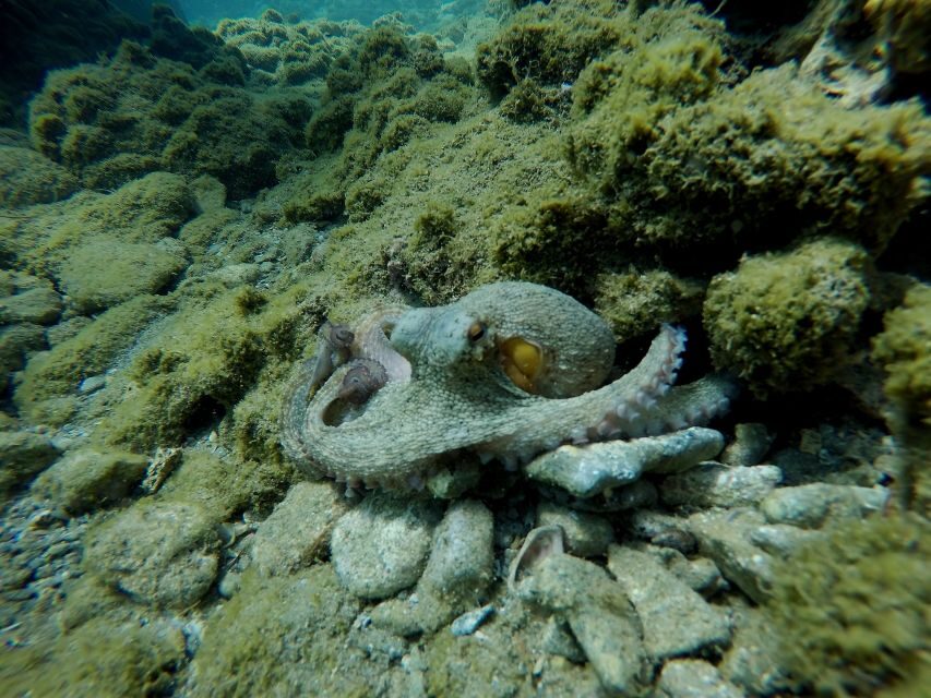 Heraklion: Try Scuba Diving For Beginners (1 dive) - Should You Book This Beginner Scuba Try-Out in Heraklion?