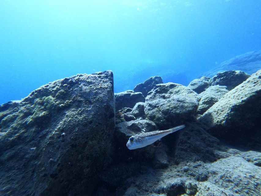 Heraklion: Try Scuba Diving For Beginners (1 dive) - Practical Tips So Your Day Feels Easy