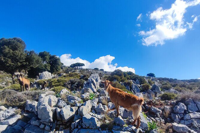 Lasithi plateau,wine and olive oil tasting,Greek Mythology park - Mochos, Aposelemis Dam, and Krasi: the village-and-view portion