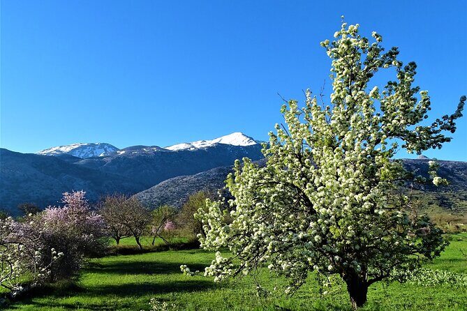 Private Tour-Authentic Villages of Lasithi Olive Oil and Wine - Lasithi Mesa kafenio: wine, coffee, raki, and village stories