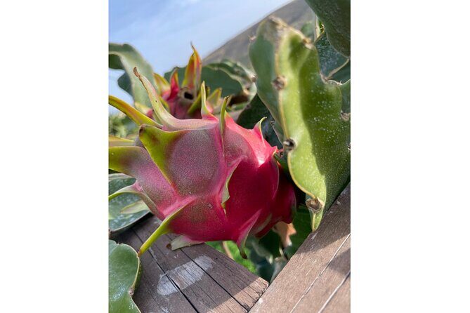 Private Traditional Olive Grove and Dragon Fruit Farm Tour - What You’ll Really Experience (Key Highlights)