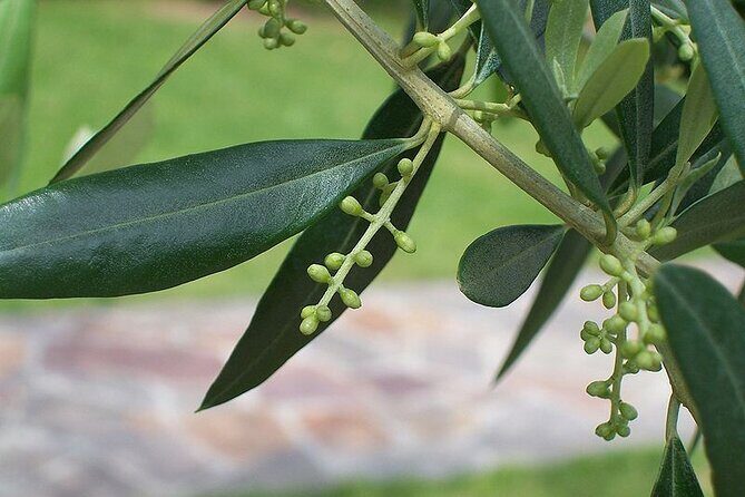 Private Traditional Olive Grove and Dragon Fruit Farm Tour - Walking the Olive Grove and Snail Farm: How It Feels on the Ground