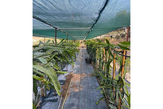 Private Traditional Olive Grove and Dragon Fruit Farm Tour - The Dragon Fruit Plantation Walk: A Farming Story With Real Payoff