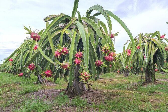 Private Traditional Olive Grove and Dragon Fruit Farm Tour - Price and Time: The Real Math Behind $9.61