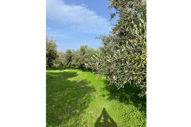 Private Traditional Olive Grove and Dragon Fruit Farm Tour - Weather, Timing, and What to Expect From the Dragon Fruit Season