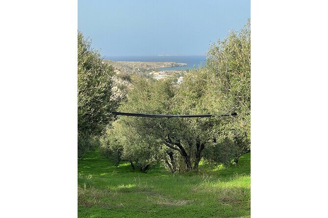 Private Traditional Olive Grove and Dragon Fruit Farm Tour - Who Should Book This Tour (And Who Might Skip It)