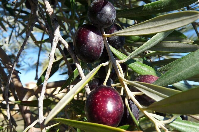Private Traditional Olive Grove and Dragon Fruit Farm Tour - Arriving at Evangelismou 135: The Welcome and the Setting