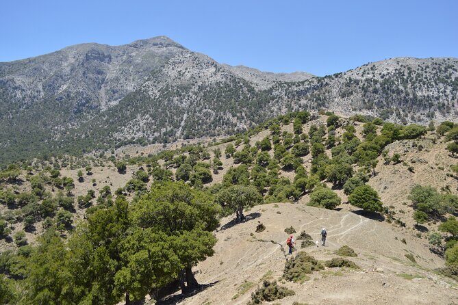 Private Trekking Rouvas Gorge - Entering Rouvas Forest: The Holy Forest Stretch After the First Push