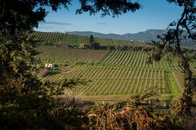 Private Wine Tour at Peza Valley - 2 Wineries and Lunch at Peza - Private Tour Pace: What 6–7 Hours Feels Like