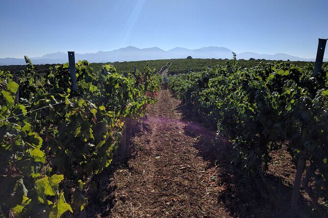 Private Wine Tour at Peza Valley - 2 Wineries and Lunch at Peza - Who This Tour Suits Best (and Who Might Skip It)