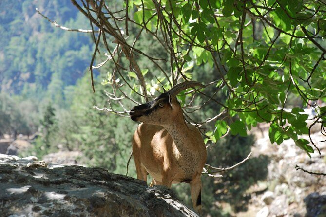 Samaria Gorge Trek: Full-Day Excursion from Heraklion with Guide - Along the way: why the escort adds real value