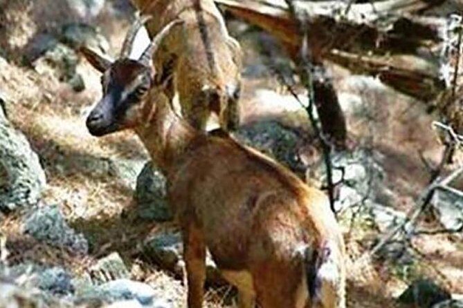 SAMARIA Gorge Walk: full day from area Heraklion CRETE - The 4:40 a.m. start: how this day from Heraklion really works