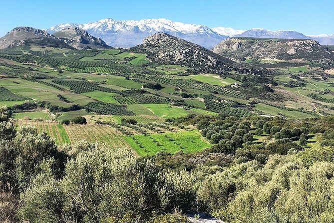 Semi Private Wine and Olive Oil tour (Transfer & Lunch Incl.) - Stop 1 in Skalani: olive fields, a family olive mill, and the tasting lesson