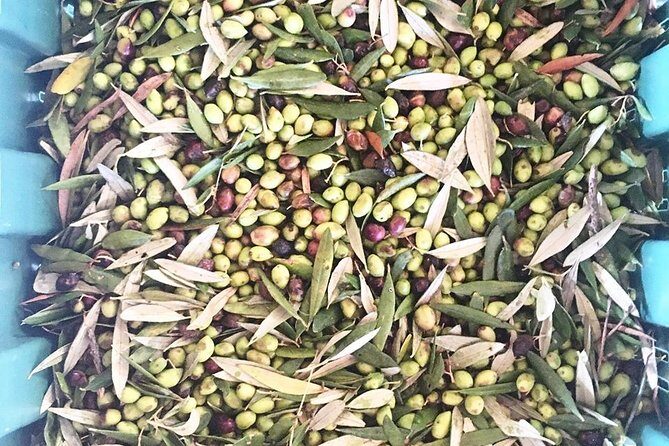 Semi Private Wine and Olive Oil tour (Transfer & Lunch Incl.) - Peza winery tour: meeting the winemaker and tasting Cretan grape personality