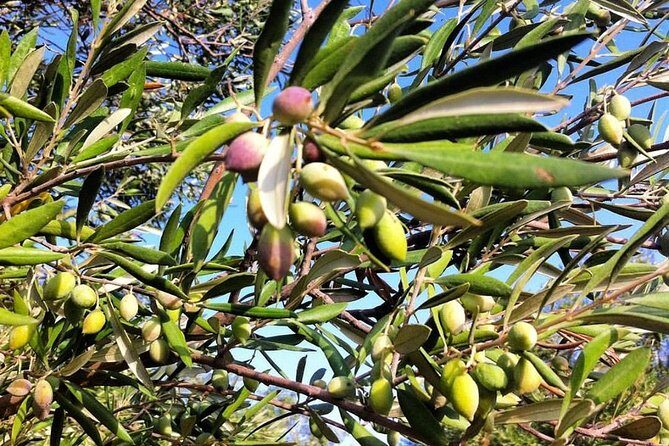 Semi Private Wine and Olive Oil tour (Transfer & Lunch Incl.) - What you learn (and how to use it after the tour)
