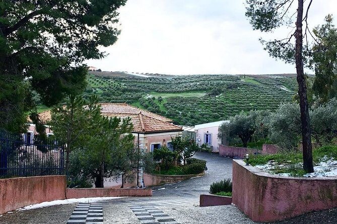 Semi Private Wine and Olive Oil tour (Transfer & Lunch Incl.) - Price and value: $185.73 and what you’re getting for it