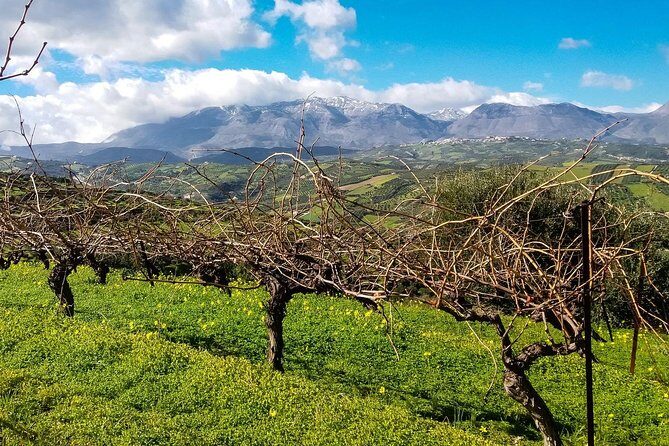 The Gourmet Wine Tour of Heraklion area - Stop 2: Winery Stilianou, organic wines and terrace views