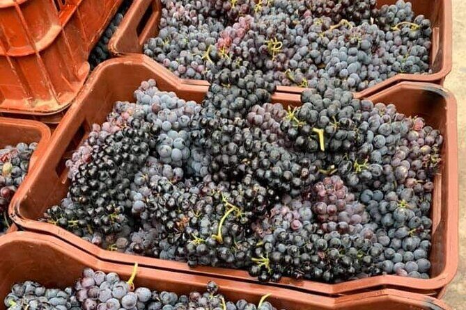 Wine Raki Olive Oil Tasting and Pottery - Private Tour - Price and Group Value: $144.35 for up to 12