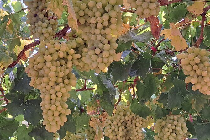 Wine Raki Olive Oil Tasting and Pottery - Private Tour - Stop 4: Katalagari Village Walk and Optional Family Taverna Lunch
