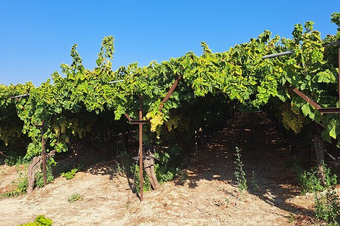 Wine Raki Olive Oil Tasting and Pottery - Private Tour - The Driver-Guide Factor: why reviews keep spotlighting names